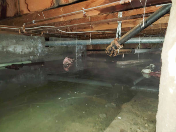 Best Flood restoration services  in Kingstowne, VA